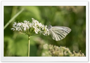 Butterfly on Flower