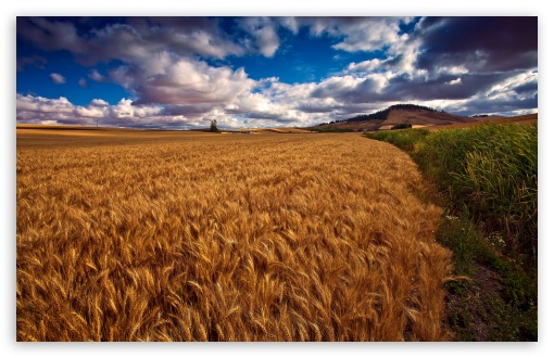 Download Beautiful Wheat Field HDR UltraHD Wallpaper