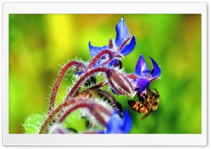 Bee, Starflower