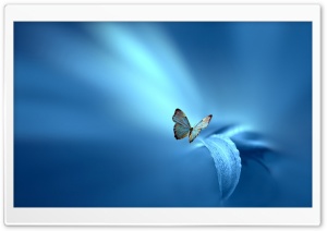 Butterfly, Blue Background