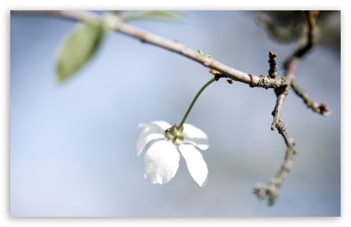 Download Single White Cherry Flower UltraHD Wallpaper