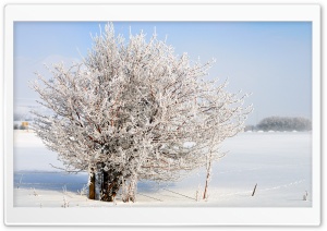 Frost Tree, Charleston, Utah