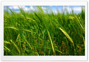 Green Wheat Spikes