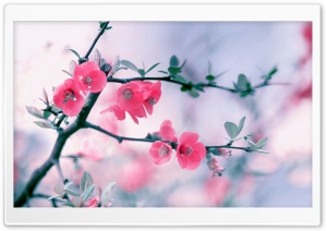 Pink Blossom Flowers, Spring