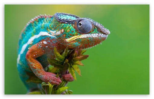 Download Colored Chameleon UltraHD Wallpaper