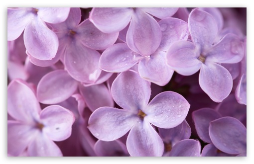 Download Lilac UltraHD Wallpaper