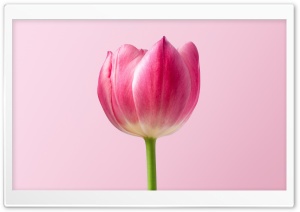 Single Pink Tulip Spring...