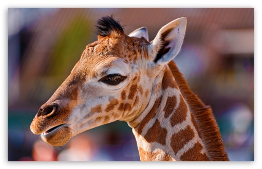 Download Portrait of a Baby Giraffe UltraHD Wallpaper