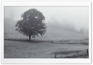 Tree, Foggy Morning, Black...