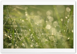 Grass Morning Dew Bokeh