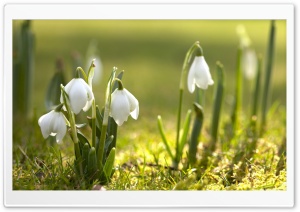 Snowdrops In Sunlight