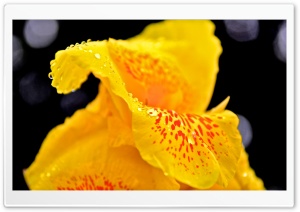 Yellow Flower With Raindrops...