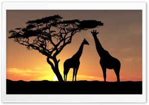Giraffes In The Sunset