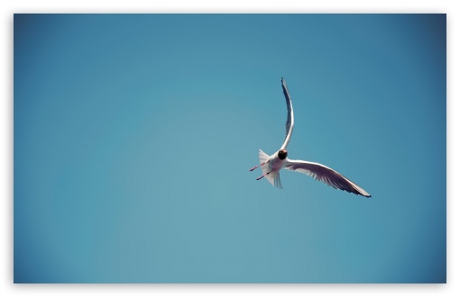 Download Seagull Flight UltraHD Wallpaper
