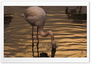 Night with Flamingo