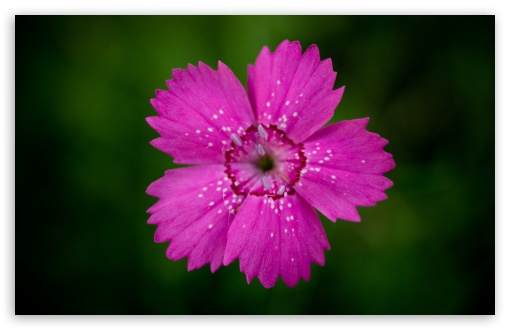 Download Dianthus UltraHD Wallpaper