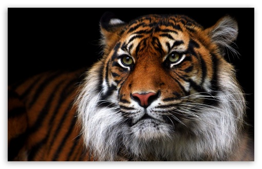 Download Beautiful Tiger Animal UltraHD Wallpaper