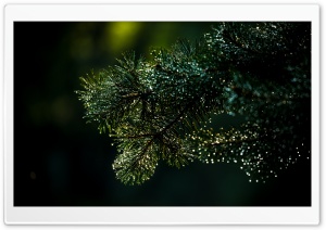 Pine Branch, Nature Photography