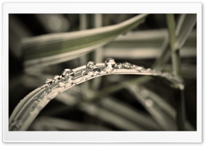 Striped Grass Macro