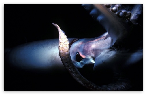 Download Giant Squid UltraHD Wallpaper