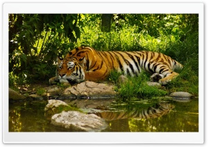 Tiger Resting