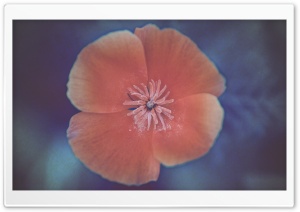 California Poppy