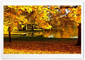 Yellow Leaves In Park Pond...