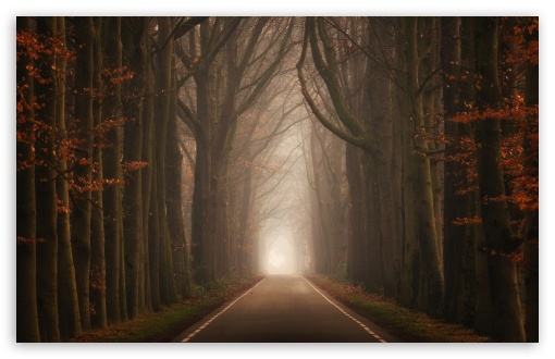 Download Road, Forest, Trees, Fog, Autumn Season UltraHD Wallpaper