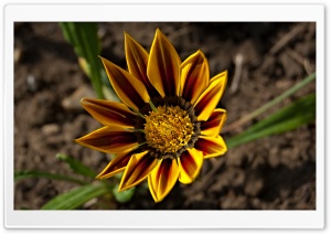 Gazania Tiger Stripe