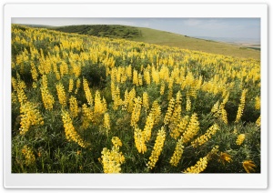 Yellow Lupine Emigrant Hill...