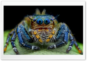 Jumping Spider Macro Insect