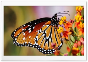 Butterfly In Arizona