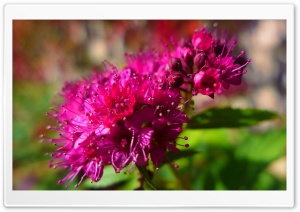 Close-up Flowers