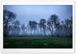 Dark Woods, Trees, Fog, Green...