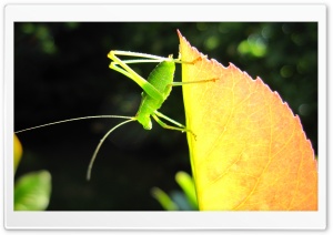 A Small Green Grasshopper