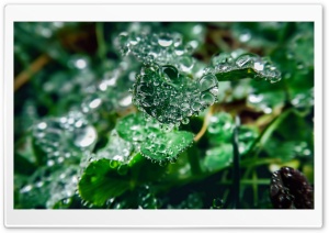 Water Drops On Clover Leaves