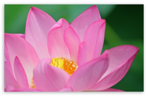 Download Lotus Flower UltraHD Wallpaper