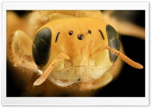 Yellow Bee Head Macro