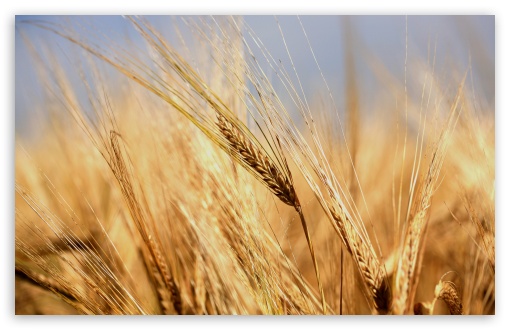 Download Golden Wheat Ears UltraHD Wallpaper