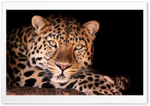 Magnificent Leopard