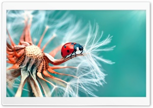 Ladybird on a Dandelion Seeds...