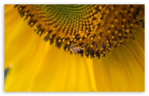 Download Bee On A Sunflower UltraHD Wallpaper
