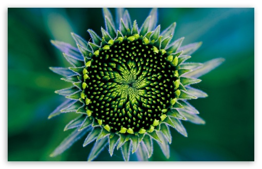 Download Little Green Sunflower UltraHD Wallpaper