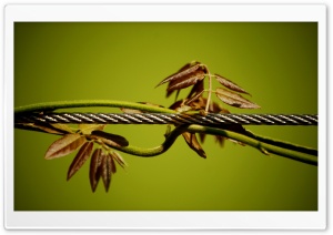 Wire And Plant