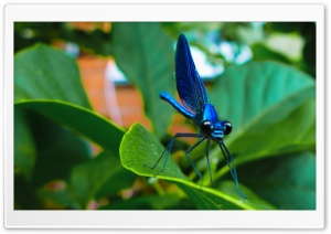 Blue Dragonfly