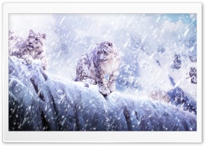 Leopards In The Snow