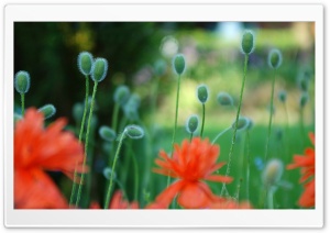 Poppies Flowers