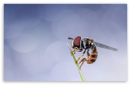 Download Insect Macro, Morning UltraHD Wallpaper