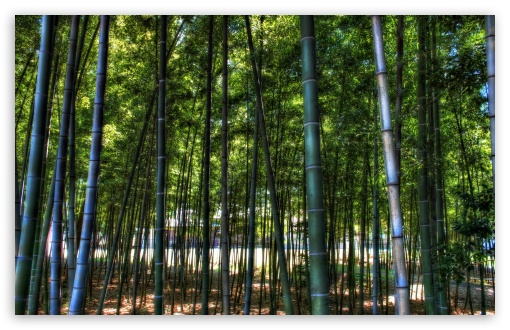 Download Inside The Bamboo Forest UltraHD Wallpaper