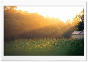 Field Of Corn At Sunrise